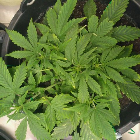 Satori growlog timeline photo
