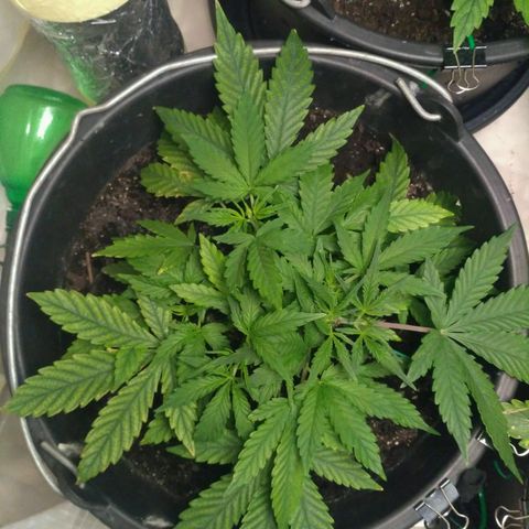 LSD growlog timeline photo