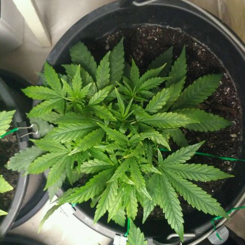 Tutankhamon growlog timeline photo