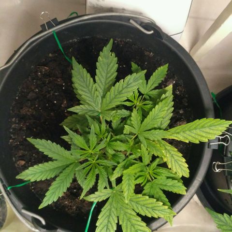 AK 47 Auto growlog timeline photo