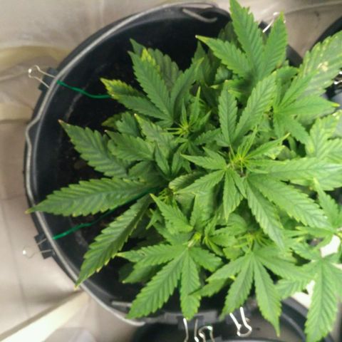 Satori growlog timeline photo