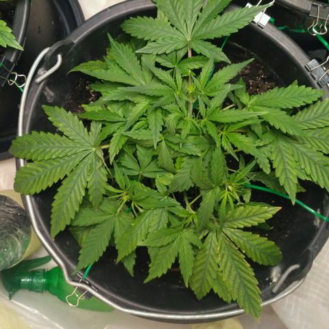 LSD growlog timeline photo