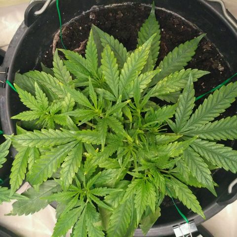 Tutankhamon growlog timeline photo