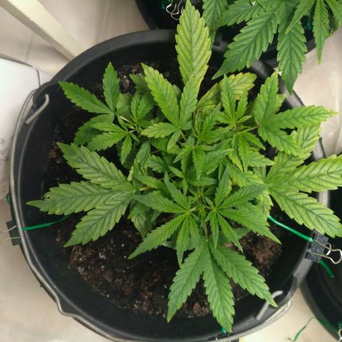 AK 47 Auto growlog timeline photo