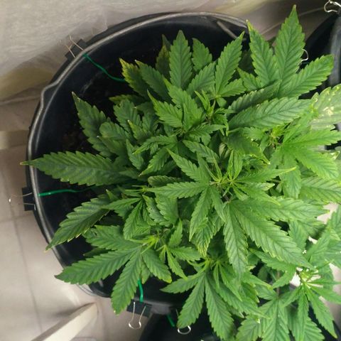 Satori growlog timeline photo