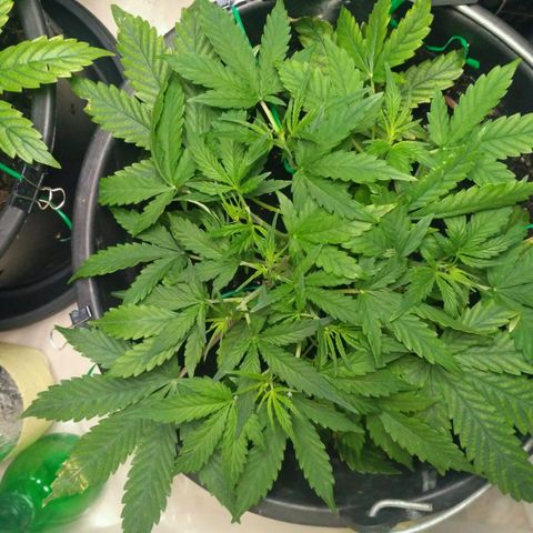 LSD growlog timeline photo