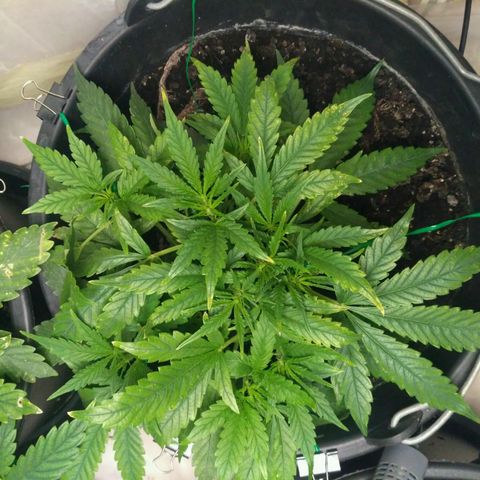 Tutankhamon growlog timeline photo