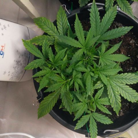 AK 47 Auto growlog timeline photo
