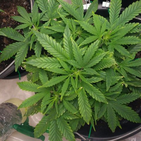 Satori growlog timeline photo