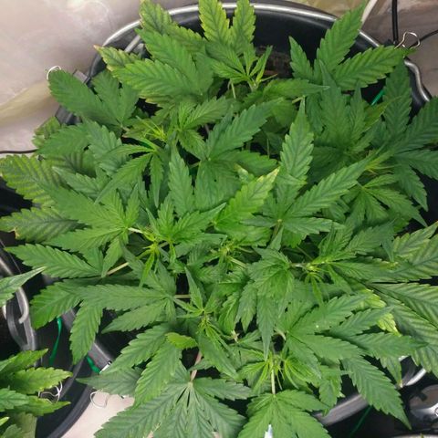 LSD growlog timeline photo