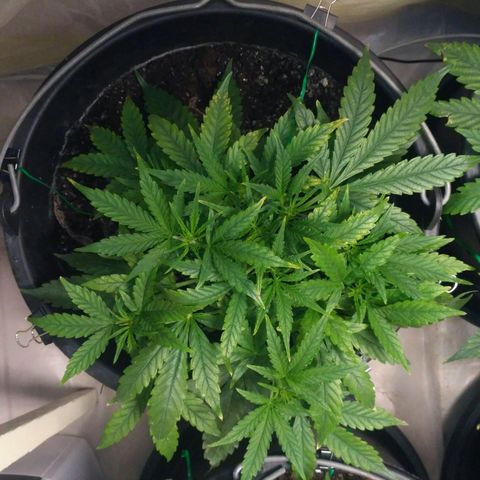 Tutankhamon growlog timeline photo