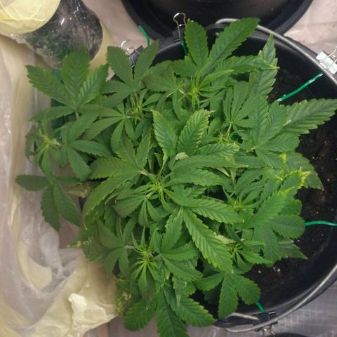 Satori growlog timeline photo