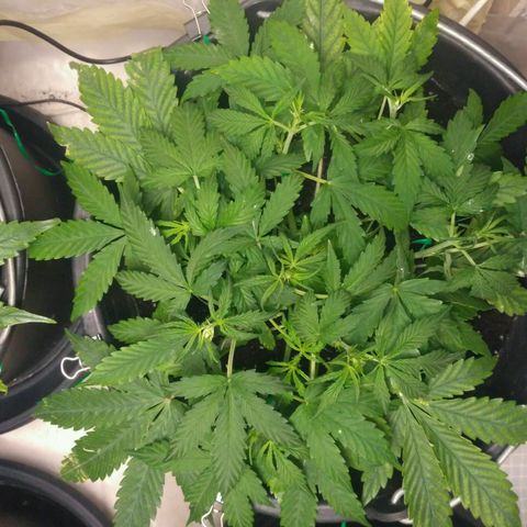 LSD growlog timeline photo