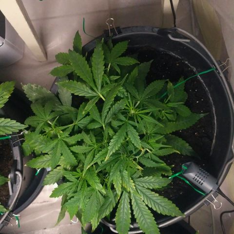 Tutankhamon growlog timeline photo