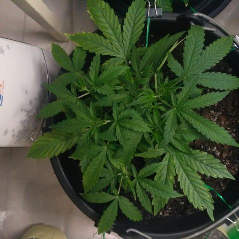 AK 47 Auto growlog timeline photo