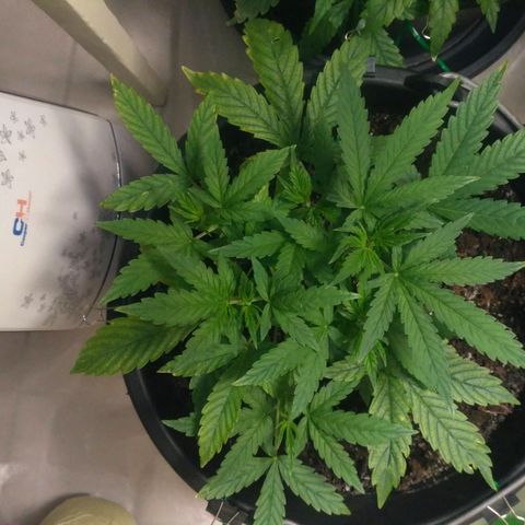 AK 47 Auto growlog timeline photo