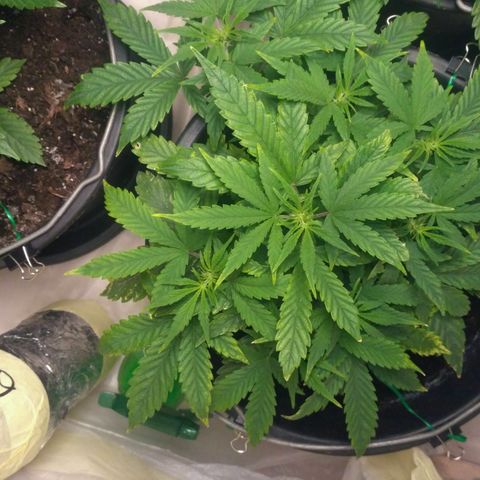 Satori growlog timeline photo