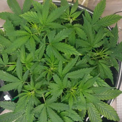 LSD growlog timeline photo