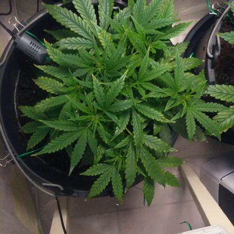 Tutankhamon growlog timeline photo