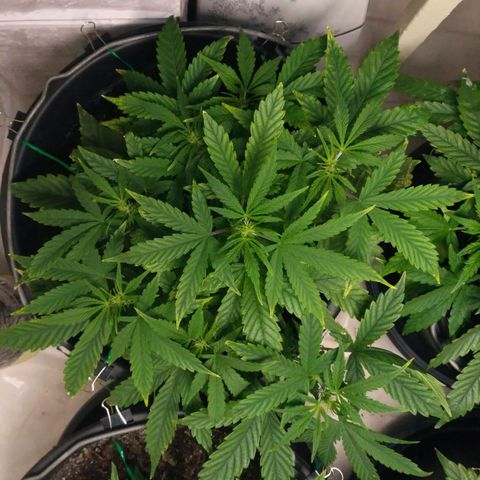 Satori growlog timeline photo