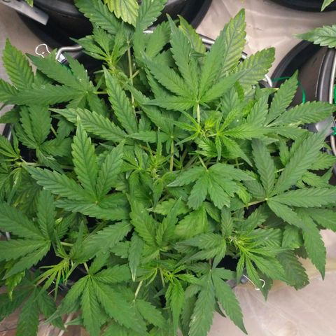 LSD growlog timeline photo