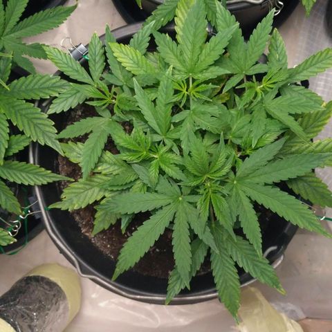 AK 47 Auto growlog timeline photo