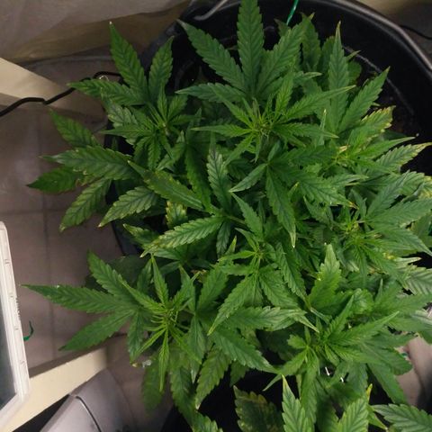 Tutankhamon growlog timeline photo
