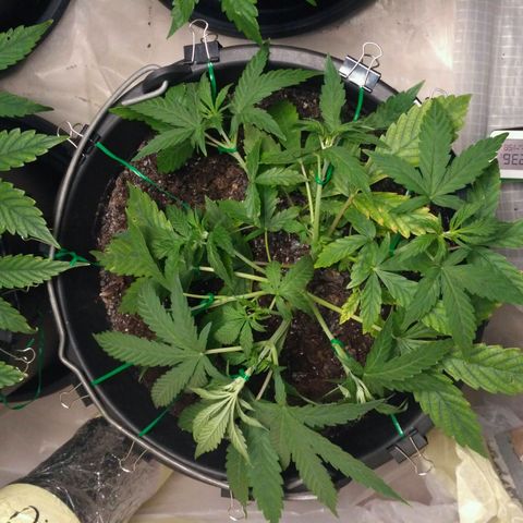 AK 47 Auto growlog timeline photo