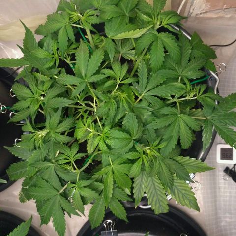 LSD growlog timeline photo