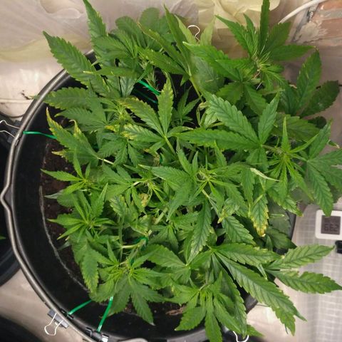 Tutankhamon growlog timeline photo