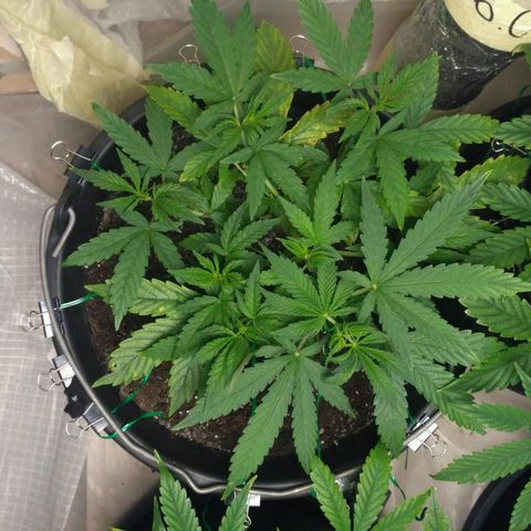 AK 47 Auto growlog timeline photo