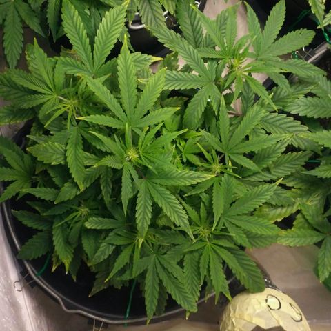 Satori growlog timeline photo