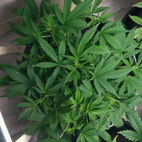 LSD growlog timeline photo