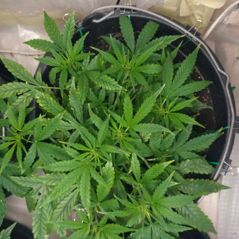 Tutankhamon growlog timeline photo