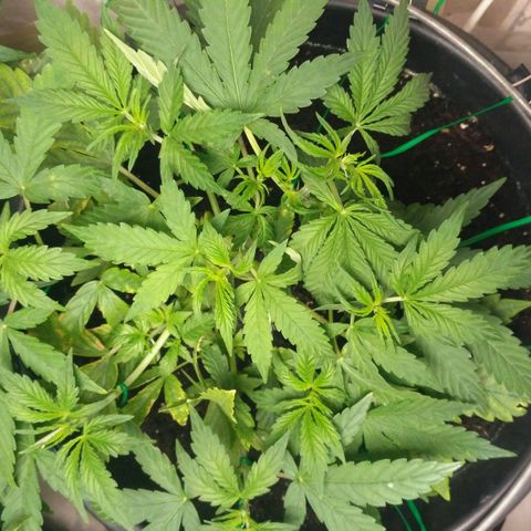 AK 47 Auto growlog timeline photo