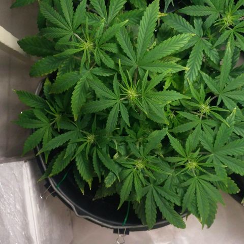 Satori growlog timeline photo
