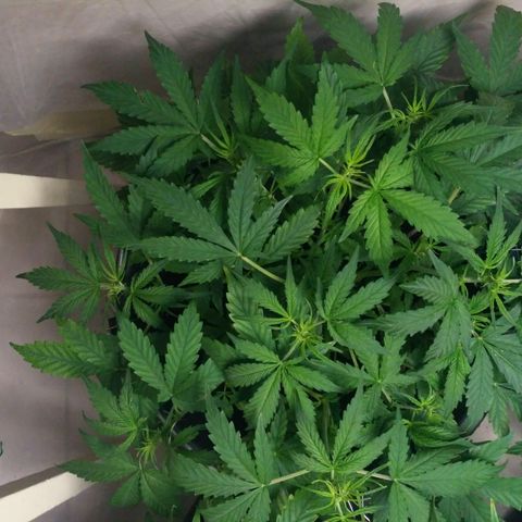 LSD growlog timeline photo