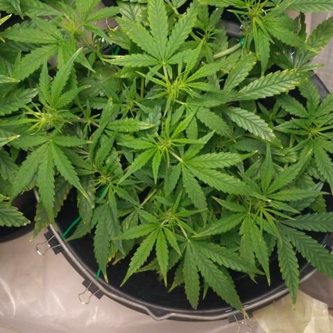 Tutankhamon growlog timeline photo