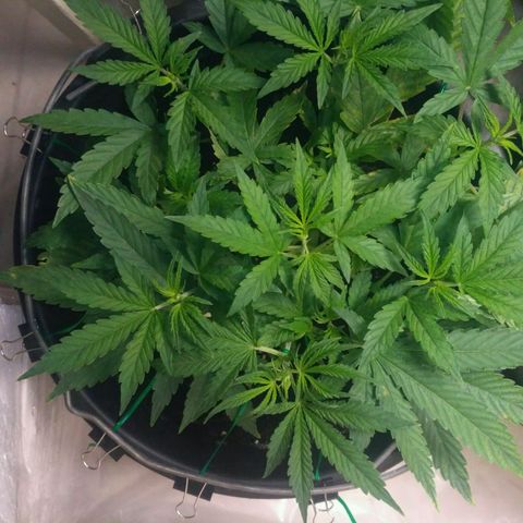 AK 47 Auto growlog timeline photo