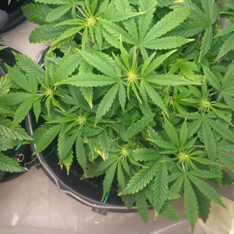 Satori growlog timeline photo