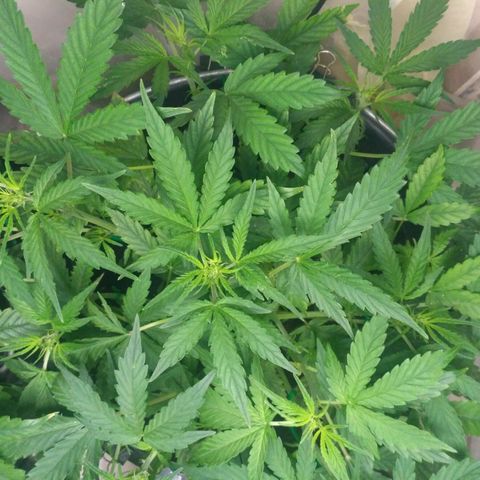 LSD growlog timeline photo