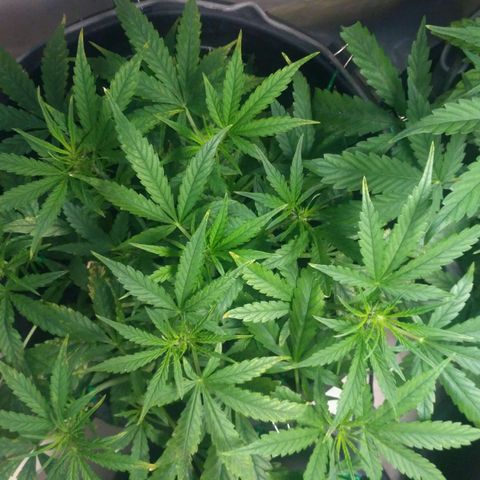 Tutankhamon growlog timeline photo