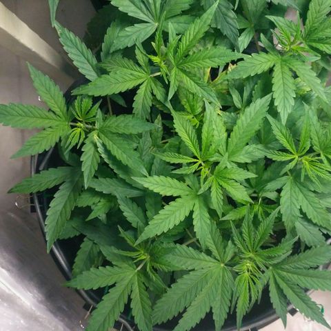 AK 47 Auto growlog timeline photo