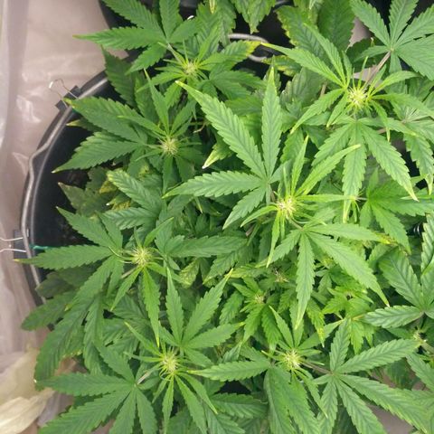 Satori growlog timeline photo