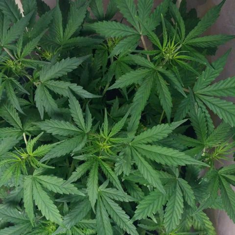 LSD growlog timeline photo