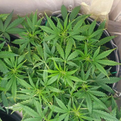 Tutankhamon growlog timeline photo