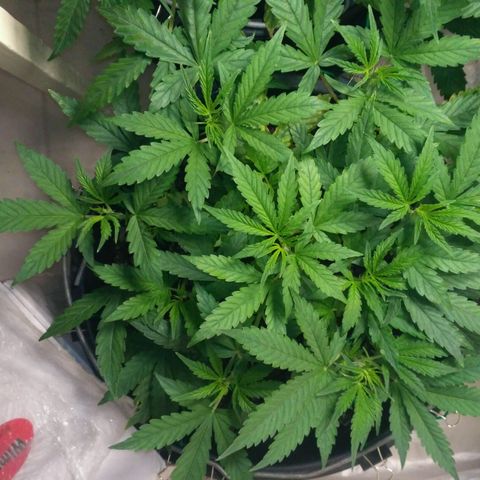 AK 47 Auto growlog timeline photo