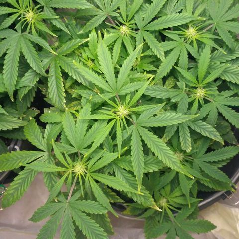 Satori growlog timeline photo