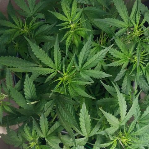 LSD growlog timeline photo