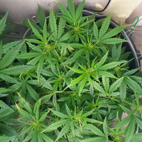 Tutankhamon growlog timeline photo
